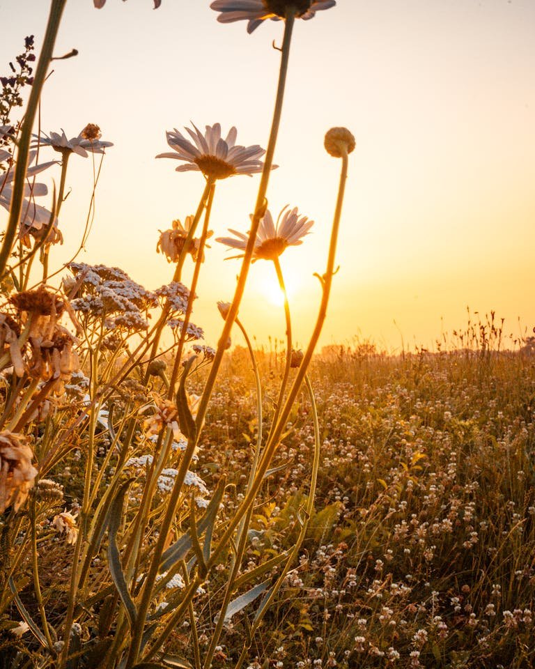Captivating sunrise over a vibrant flower field in Cadzand, Netherlands in summer.
