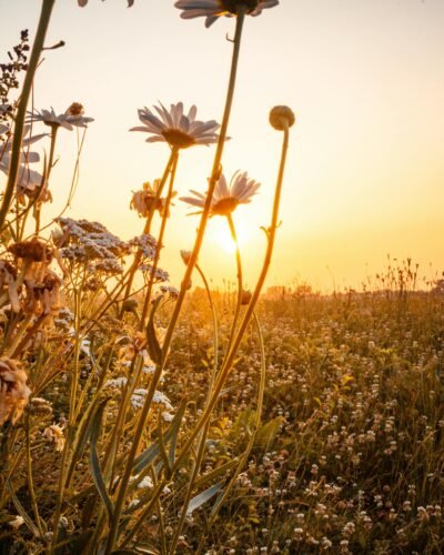 Captivating sunrise over a vibrant flower field in Cadzand, Netherlands in summer.